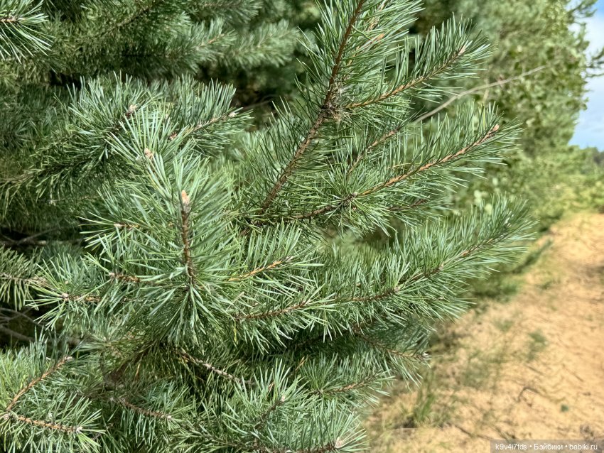 Августовское путешествие Нийи