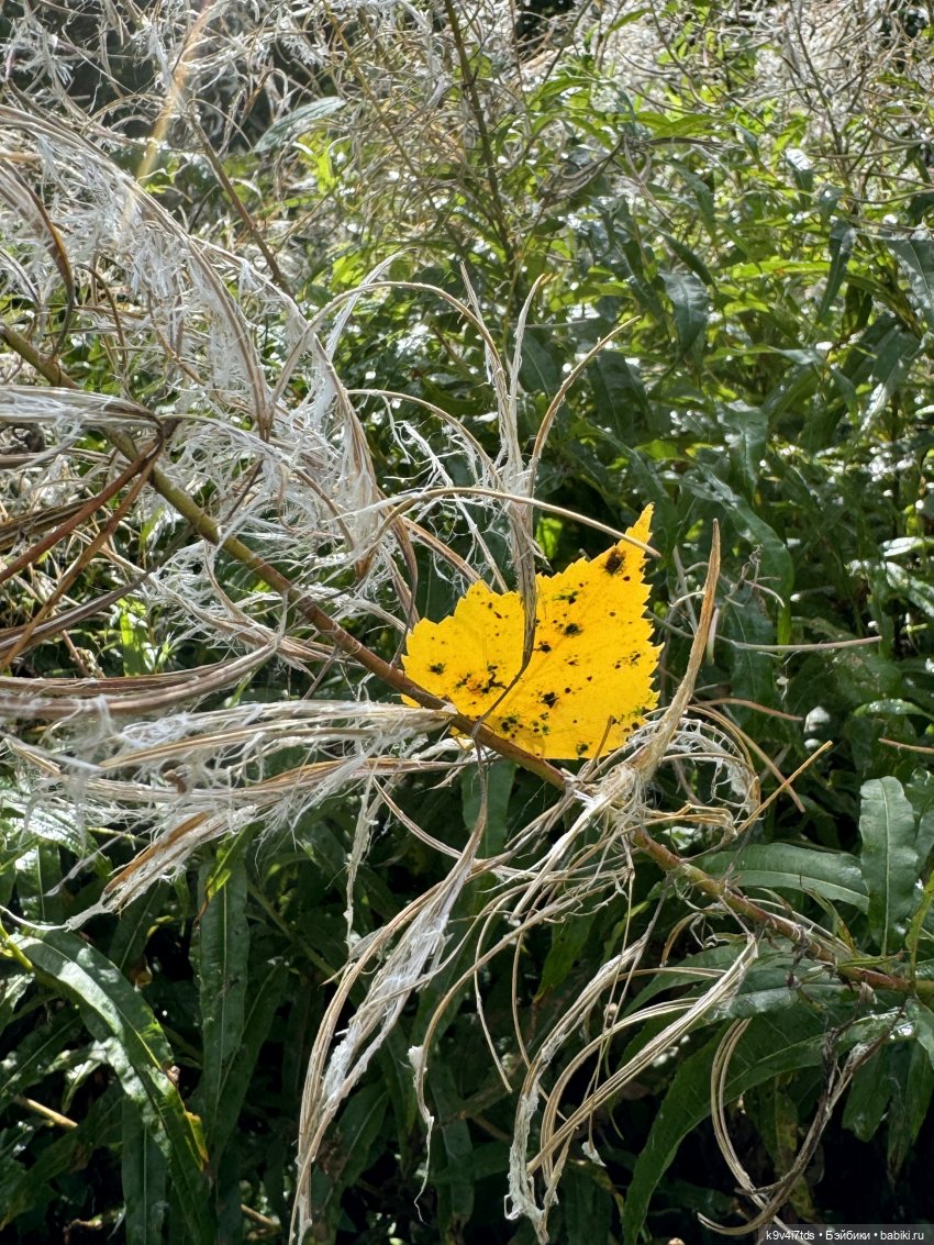 Августовское путешествие Нийи (фото 2)