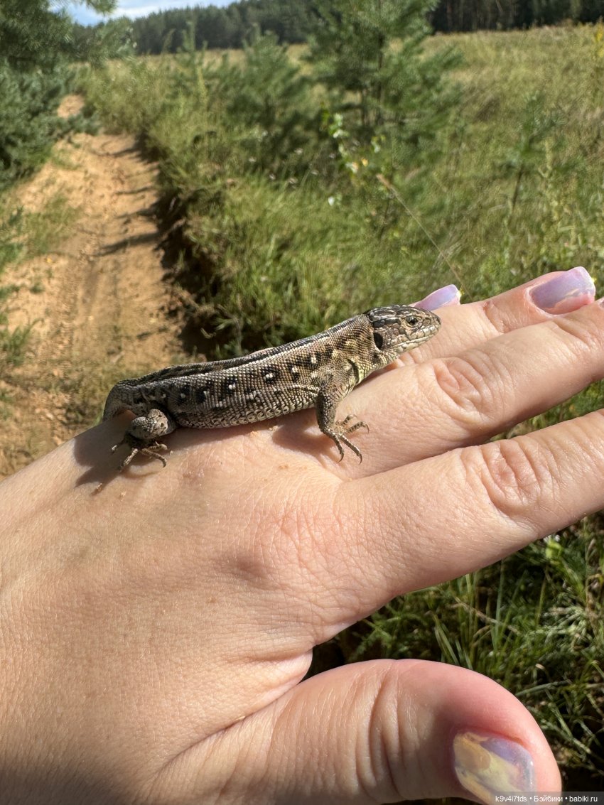Августовское путешествие Нийи