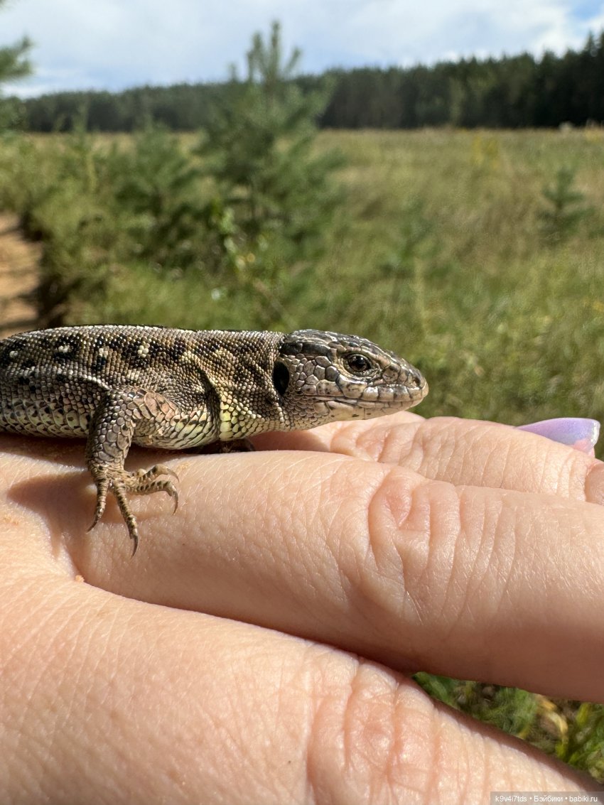 Августовское путешествие Нийи