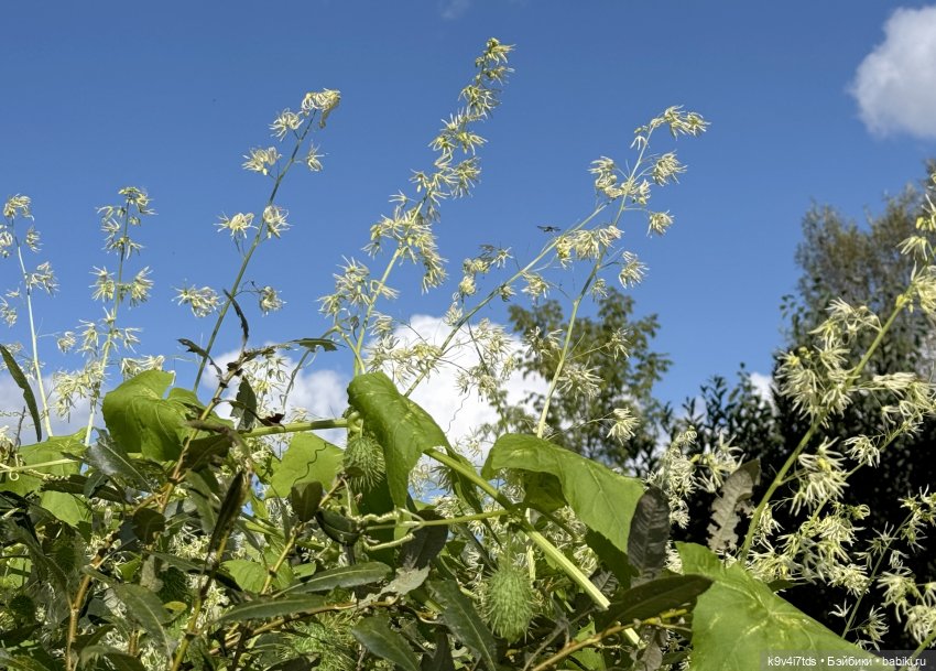 Нийя и Патрик на Тьме — Куклы Blythe (Блайз) ООАК: кастом
