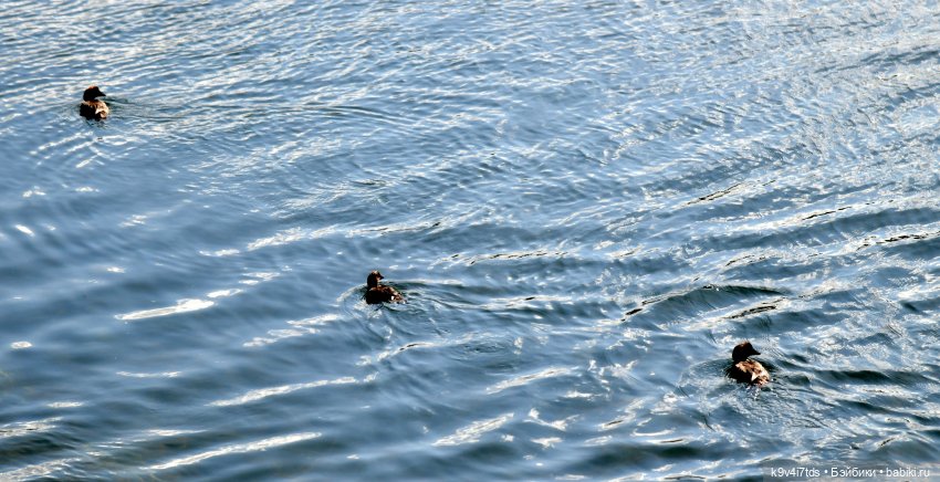 Нийя и Патрик на Тьме — Куклы Blythe (Блайз) ООАК: кастом