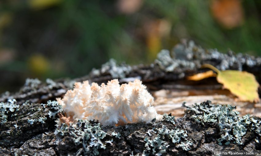 Путешествие в Лесную Сказку