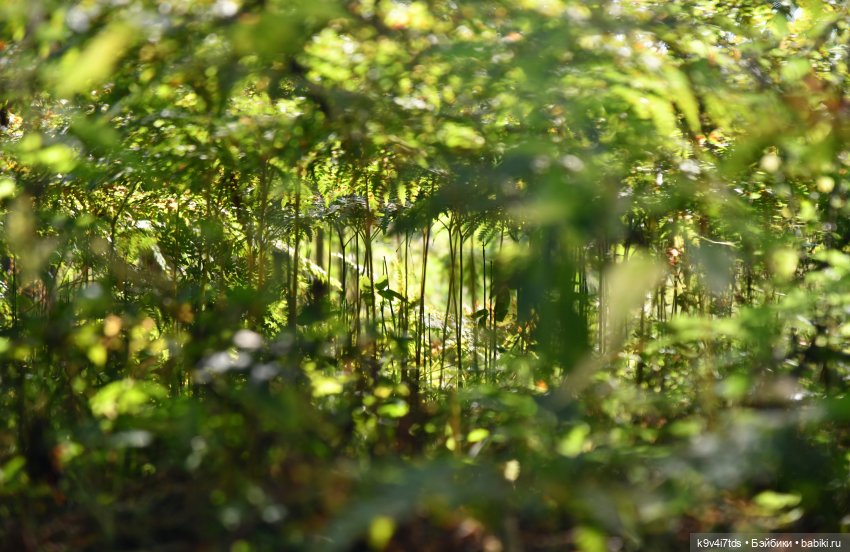 Путешествие в Лесную Сказку