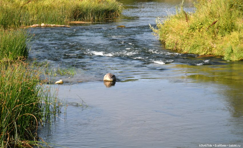 Путешествие в Лесную Сказку