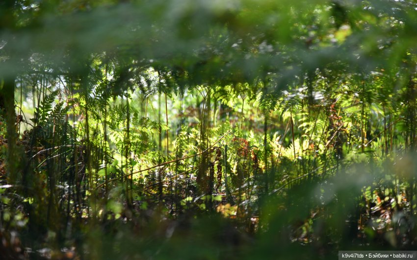 Путешествие в Лесную Сказку (фото 2)