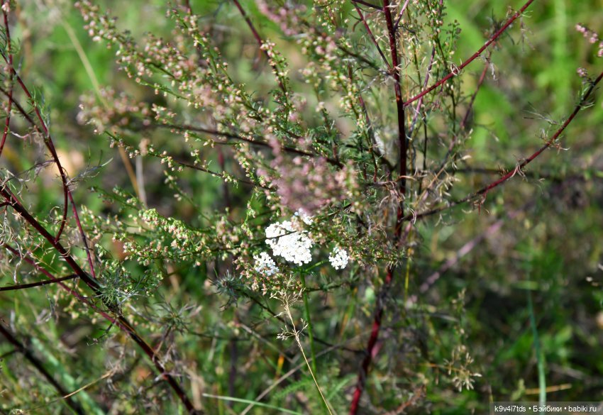Путешествие в Лесную Сказку