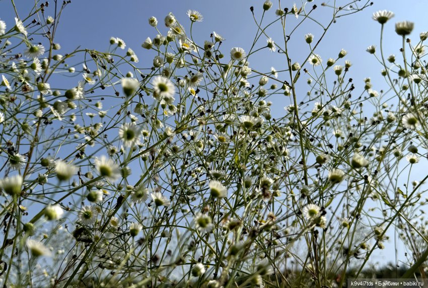 Путешествие в Лесную Сказку