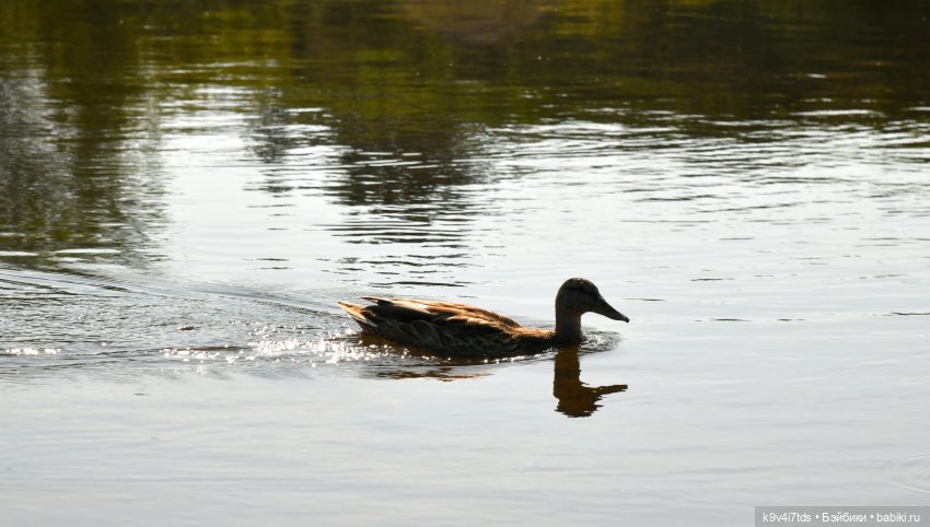 Путешествие в Лесную Сказку