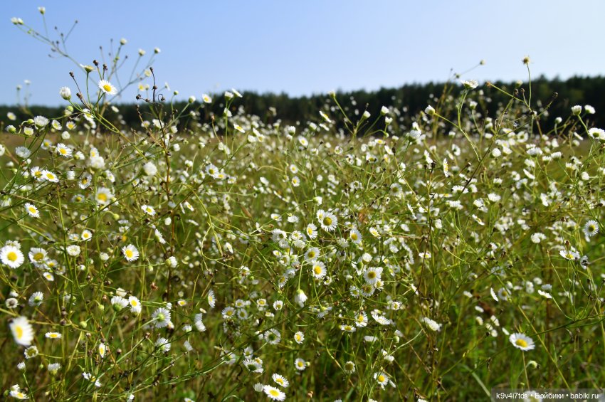 Путешествие в Лесную Сказку