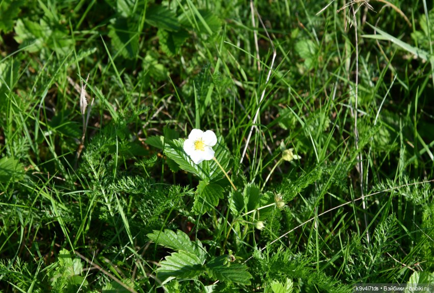 Путешествие в Лесную Сказку