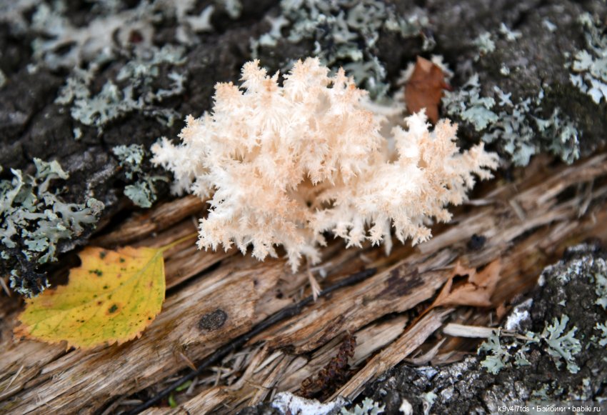 Путешествие в Лесную Сказку