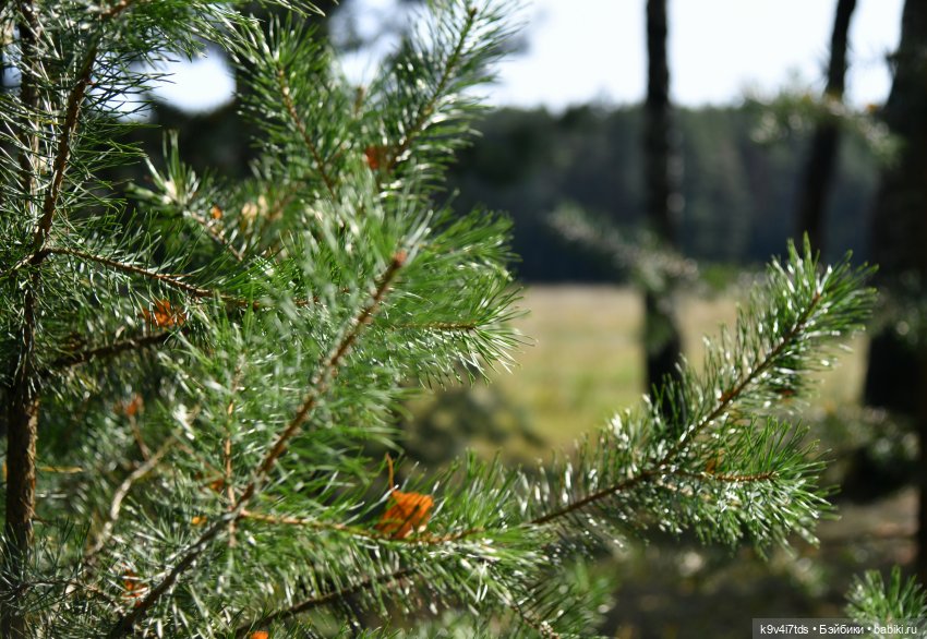 Путешествие в Лесную Сказку (фото 10)