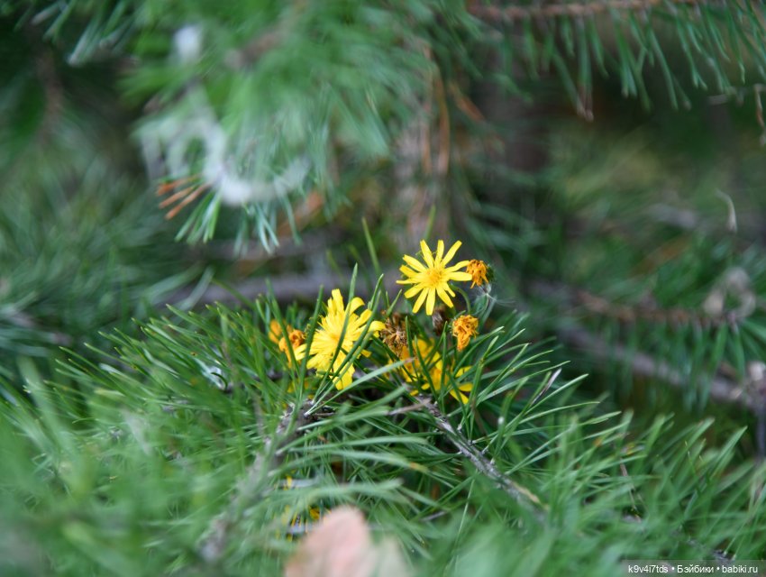 Путешествие в Лесную Сказку