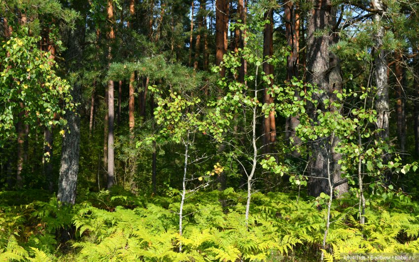 Путешествие в Лесную Сказку