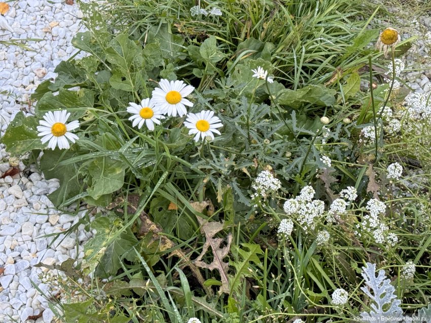 Золотая Осень в Твери — Туризм и путешествия: фотоотчеты из поездок