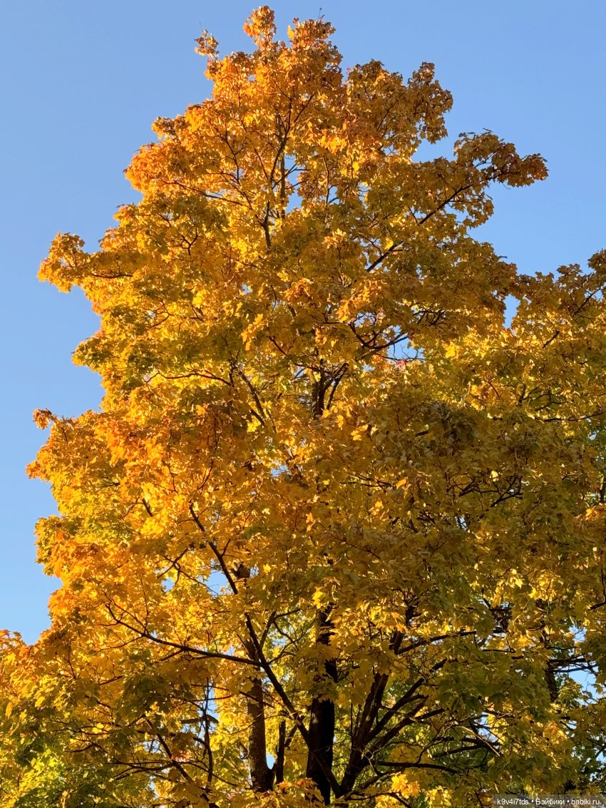 Золотая Осень в Твери — Туризм и путешествия: фотоотчеты из поездок