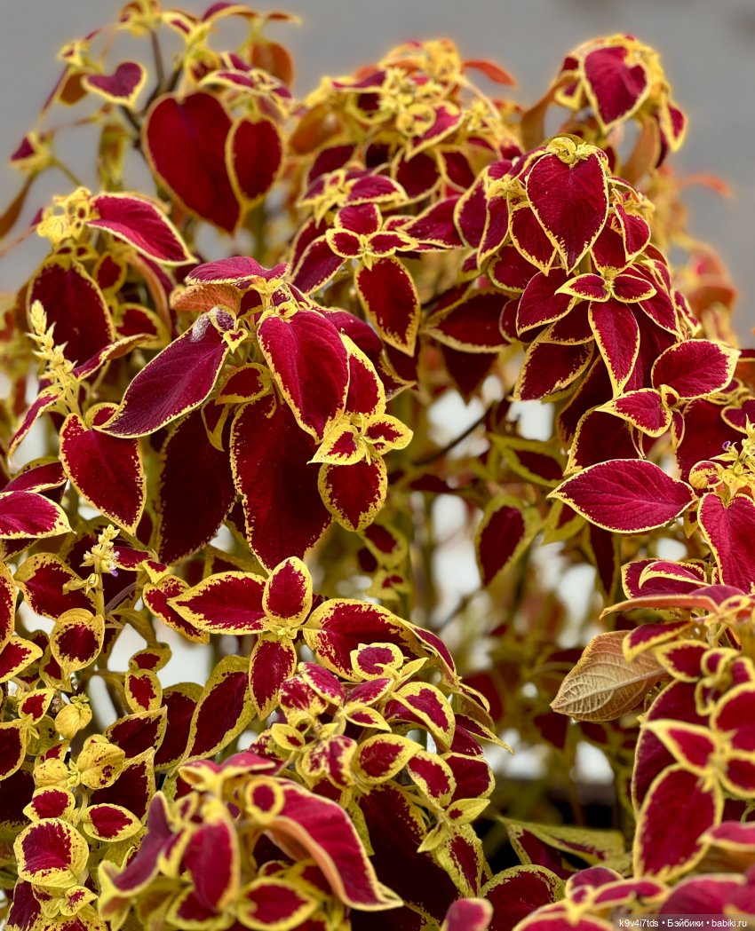 Золотая Осень в Твери — Туризм и путешествия: фотоотчеты из поездок (фото 6)