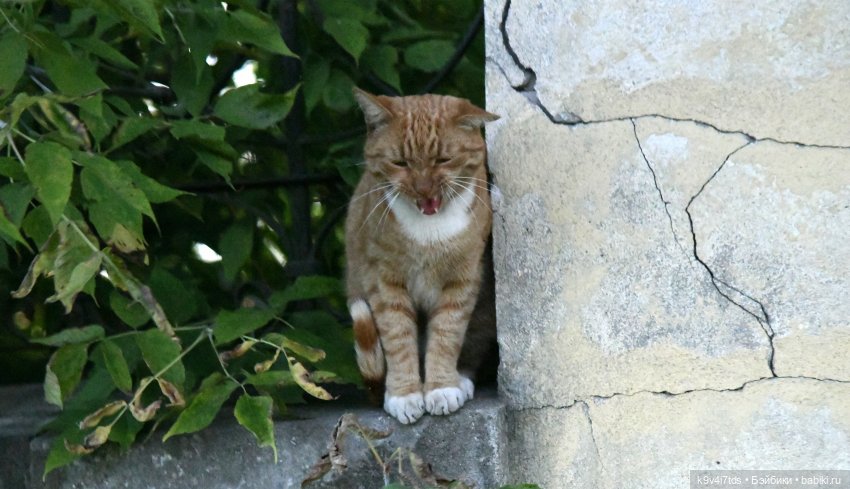 Балерины и Жу в Торжке — Куклы Sindy (Синди) и Tammy (Тамми): винтаж (фото 8)