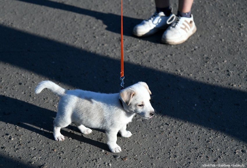 Балерины и Жу в Торжке — Куклы Sindy (Синди) и Tammy (Тамми): винтаж