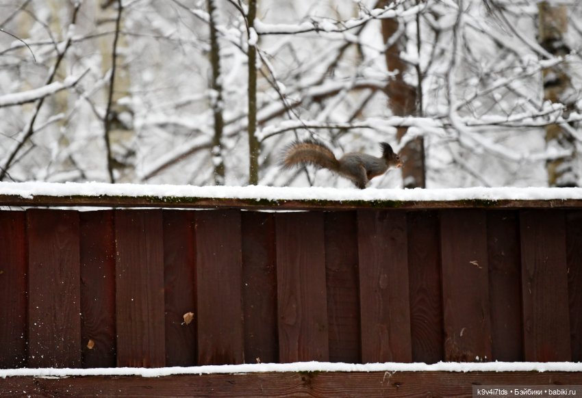 Снежный сон "Василёво" — Куклы Sylvia Natterer (Сильвия Наттерер): Gotz