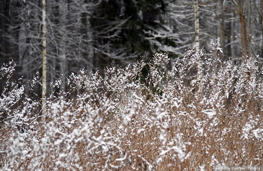 Прогулка Аксиньи в Усадьбе "Митино" (Тверская область) | Бэйбики Прогулка Аксиньи в Усадьбе "Митино" (Тверская область)