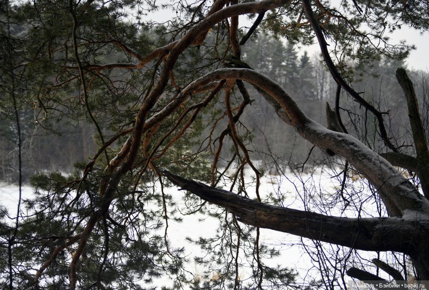 Прогулка Аксиньи в Усадьбе "Митино" (Тверская область) | Бэйбики Прогулка Аксиньи в Усадьбе "Митино" (Тверская область)