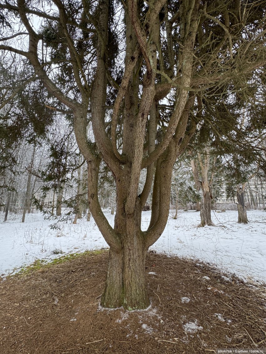 Прогулка Аксиньи в Усадьбе "Митино" (Тверская область) | Бэйбики Прогулка Аксиньи в Усадьбе "Митино" (Тверская область) (фото 5)