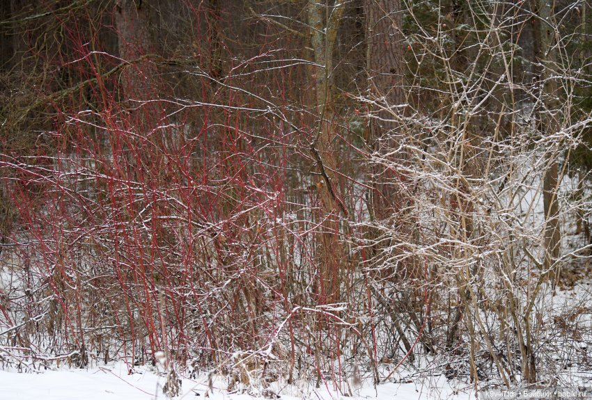 Прогулка Аксиньи в Усадьбе "Митино" (Тверская область) | Бэйбики Прогулка Аксиньи в Усадьбе "Митино" (Тверская область)