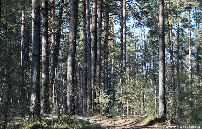 Прогулка Саши в сосновом бору