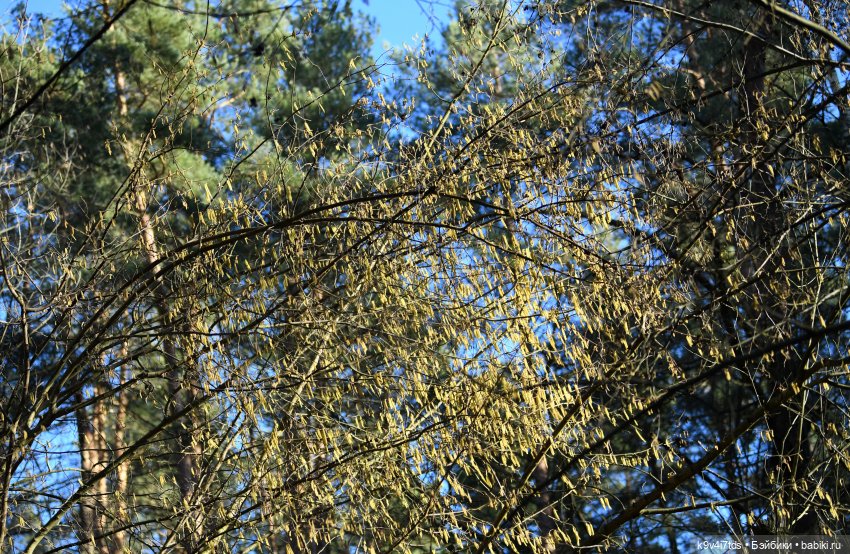 Первое путешествие Агуши | Бэйбики Первое путешествие Агуши — Куклы Latidoll (Лати): BJD (БЖД)