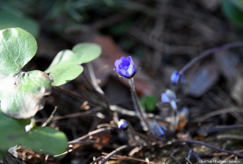 Первое путешествие Агуши | Бэйбики Первое путешествие Агуши — Куклы Latidoll (Лати): BJD (БЖД)