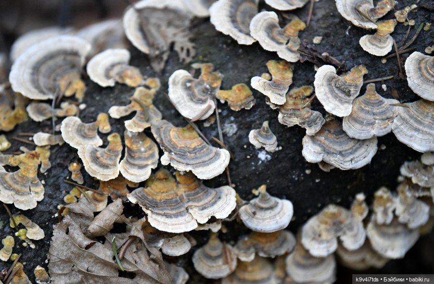 Первое путешествие Агуши | Бэйбики Первое путешествие Агуши — Куклы Latidoll (Лати): BJD (БЖД)