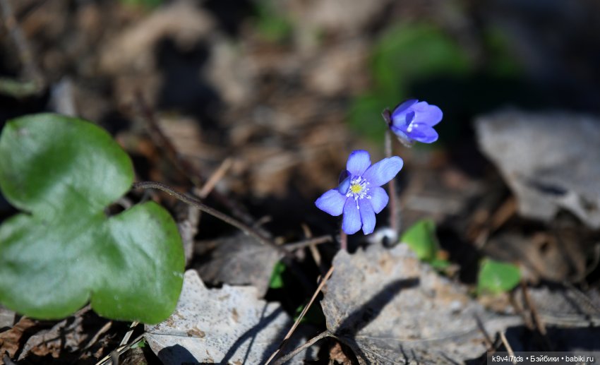 Первое путешествие Агуши | Бэйбики Первое путешествие Агуши — Куклы Latidoll (Лати): BJD (БЖД) (фото 8)
