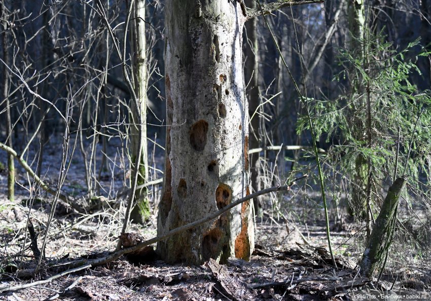 Первое путешествие Агуши | Бэйбики Первое путешествие Агуши — Куклы Latidoll (Лати): BJD (БЖД)