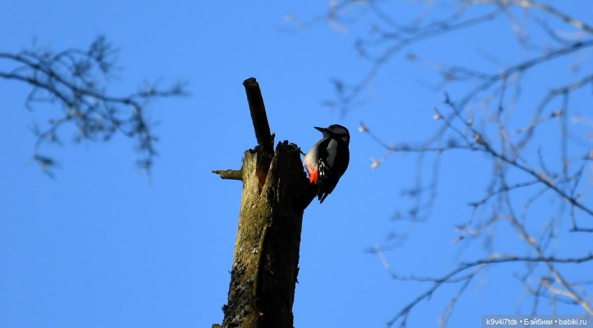 Первое путешествие Агуши | Бэйбики Первое путешествие Агуши — Куклы Latidoll (Лати): BJD (БЖД)