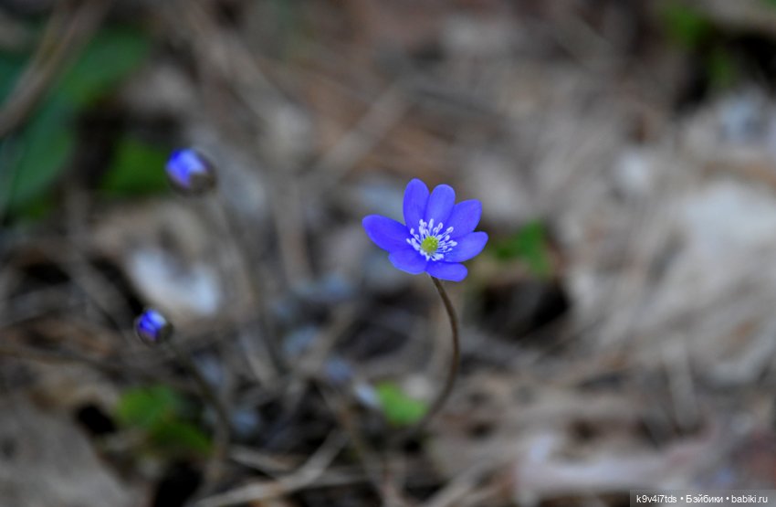 Первое путешествие Агуши | Бэйбики Первое путешествие Агуши — Куклы Latidoll (Лати): BJD (БЖД) (фото 3)