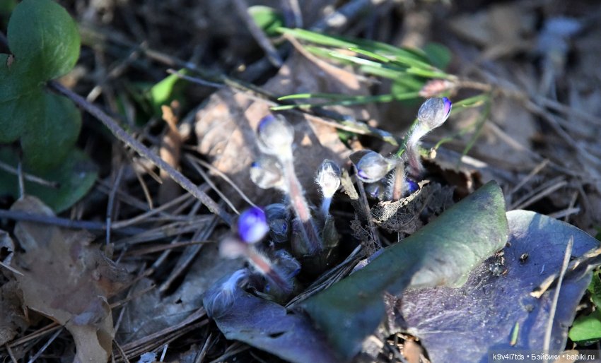 Первое путешествие Агуши | Бэйбики Первое путешествие Агуши — Куклы Latidoll (Лати): BJD (БЖД)