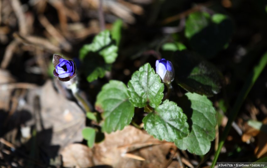 Первое путешествие Агуши | Бэйбики Первое путешествие Агуши — Куклы Latidoll (Лати): BJD (БЖД) (фото 9)