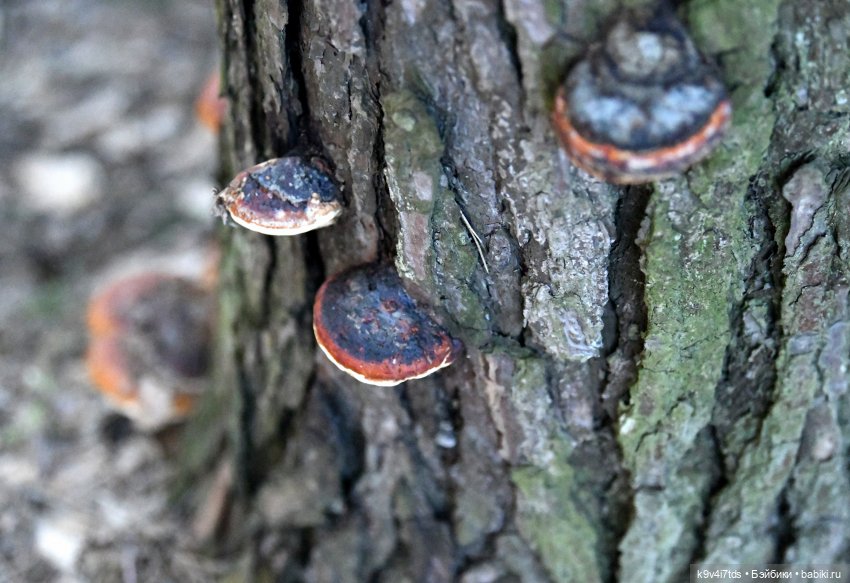 Первое путешествие Агуши | Бэйбики Первое путешествие Агуши — Куклы Latidoll (Лати): BJD (БЖД)