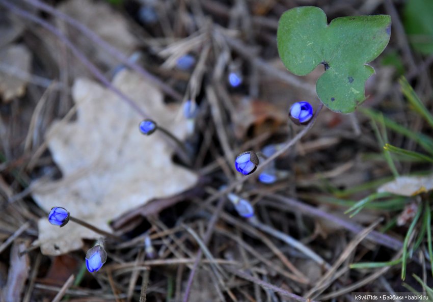 Первое путешествие Агуши | Бэйбики Первое путешествие Агуши — Куклы Latidoll (Лати): BJD (БЖД) (фото 2)