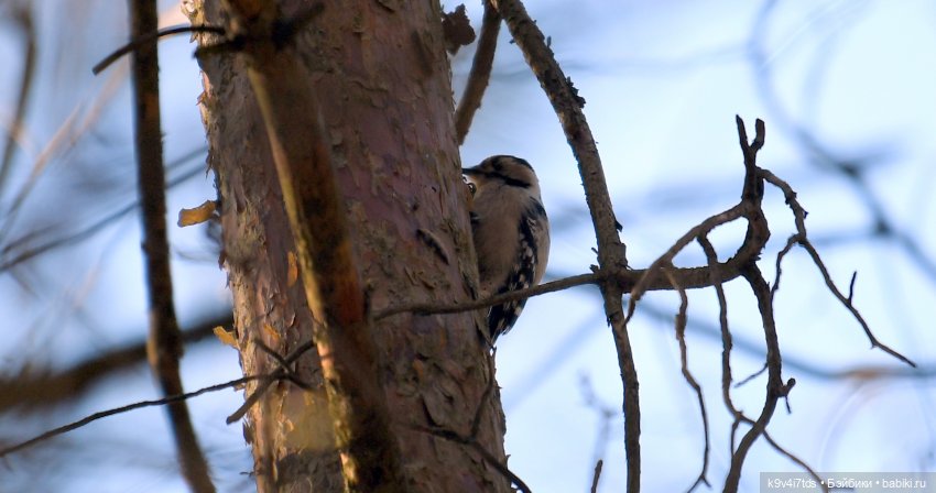 Первое путешествие Агуши | Бэйбики Первое путешествие Агуши — Куклы Latidoll (Лати): BJD (БЖД) (фото 6)