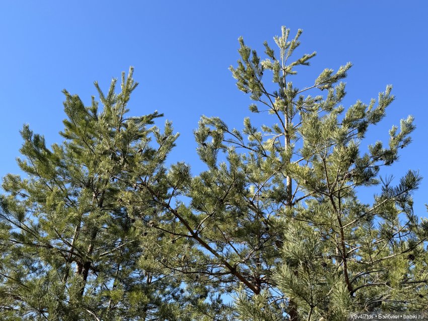 Первое путешествие Агуши, продолжение | Бэйбики Первое путешествие Агуши, продолжение