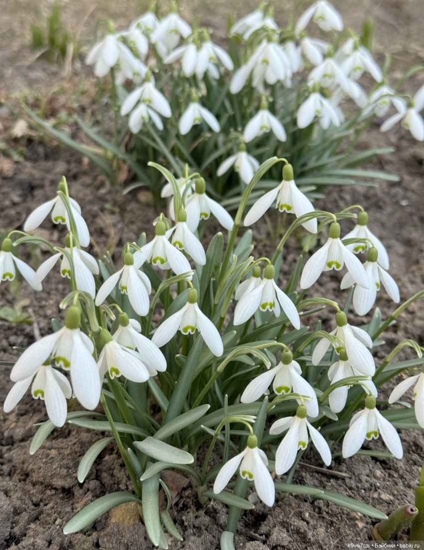 Агуша и подснежники | Бэйбики Агуша и подснежники — Куклы Latidoll (Лати): BJD (БЖД) (фото 7)