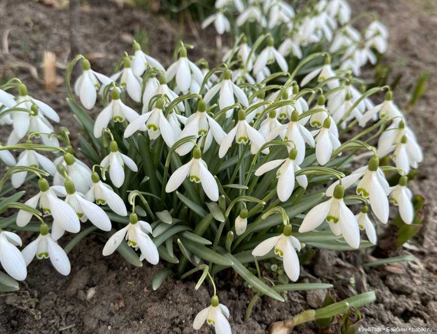 Агуша и подснежники | Бэйбики Агуша и подснежники — Куклы Latidoll (Лати): BJD (БЖД) (фото 8)