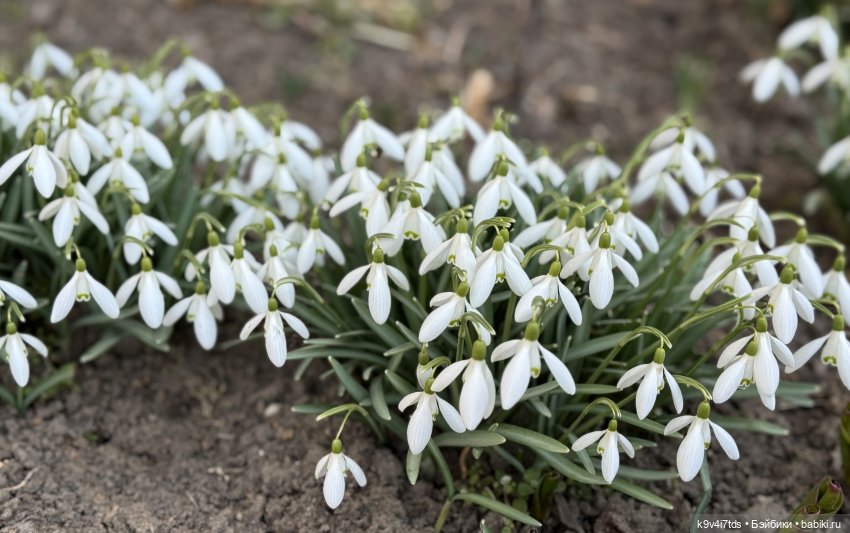 Агуша и подснежники | Бэйбики Агуша и подснежники — Куклы Latidoll (Лати): BJD (БЖД) (фото 3)