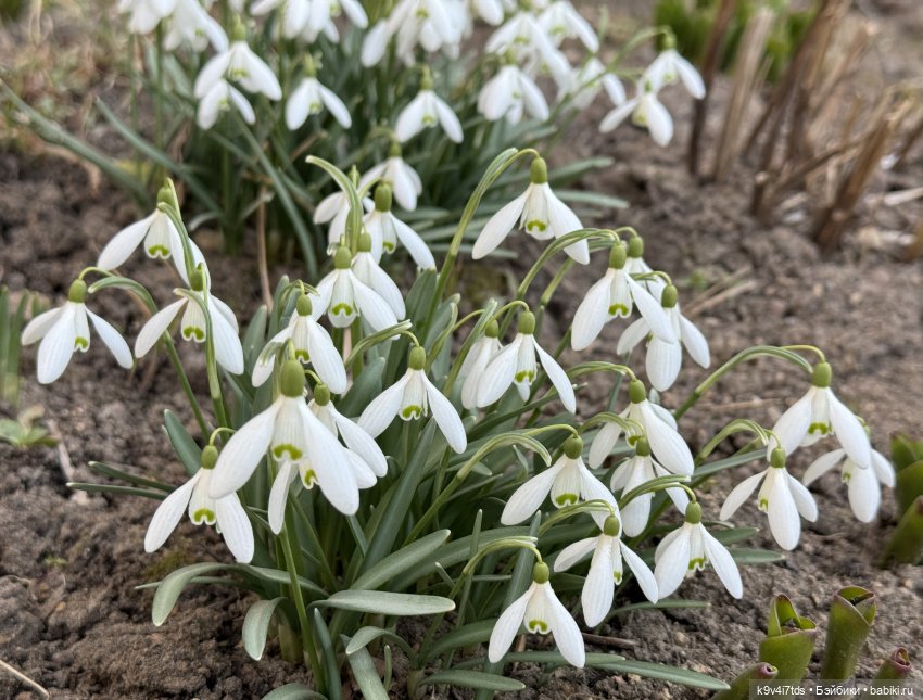Агуша и подснежники | Бэйбики Агуша и подснежники — Куклы Latidoll (Лати): BJD (БЖД) (фото 2)