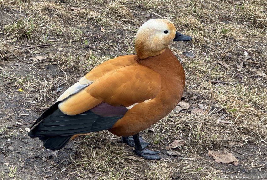 Агуша в Москве | Бэйбики Агуша в Москве — Куклы Latidoll (Лати): BJD (БЖД) (фото 7)