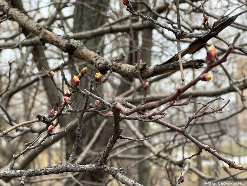 Агуша в Москве | Бэйбики Агуша в Москве — Куклы Latidoll (Лати): BJD (БЖД) (фото 2)