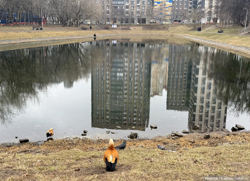 Агуша в Москве | Бэйбики Агуша в Москве — Куклы Latidoll (Лати): BJD (БЖД) (фото 6)